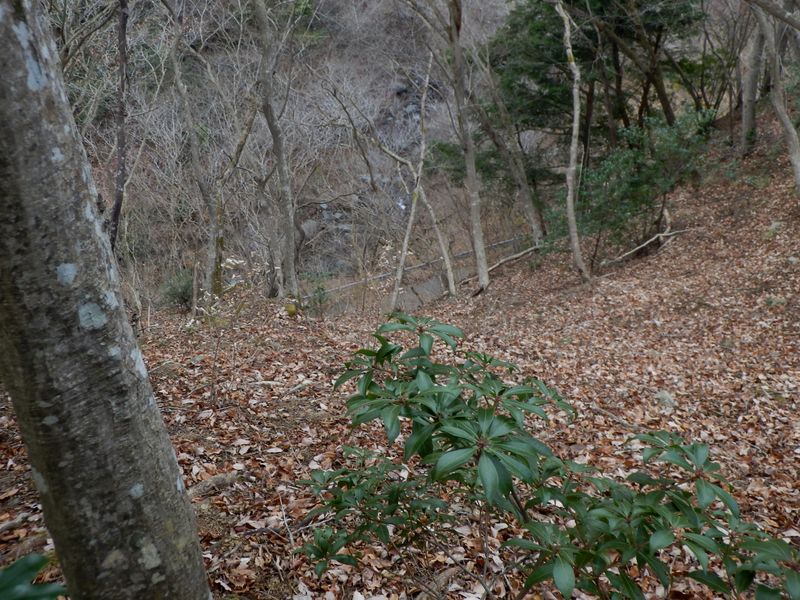 ワレヤノ沢右岸尾根