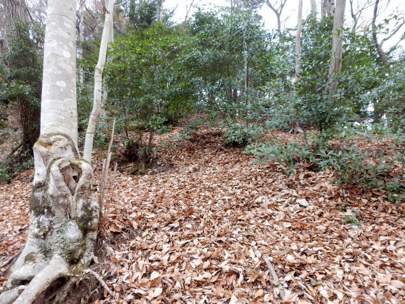 ワレヤノ沢左岸尾根を登る