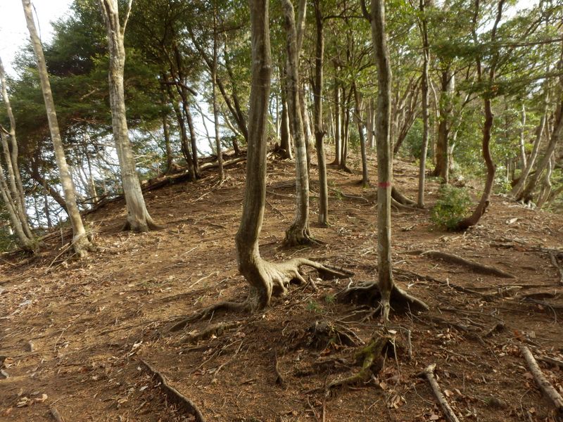 すてきな小広場とベンチの木