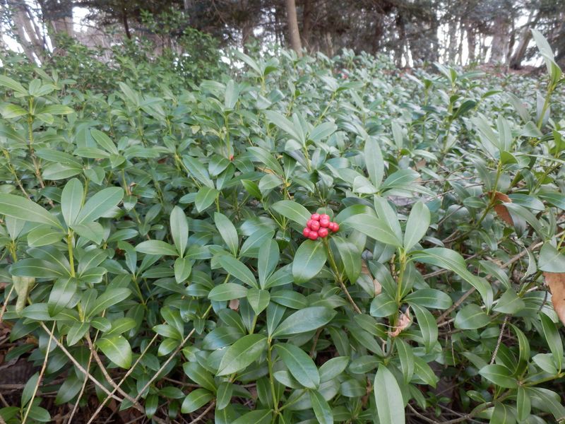ミヤマシキミ雌株群落