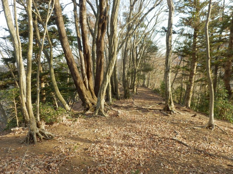 尾根が緩やかになった