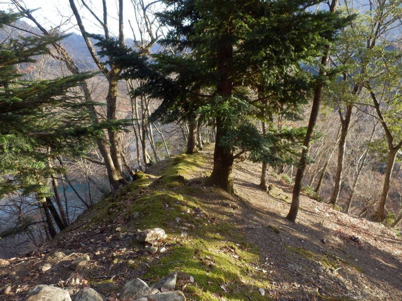 緑の苔がきれい