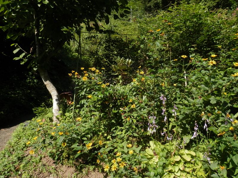 民家の裏の花畑のわきを通り抜ける