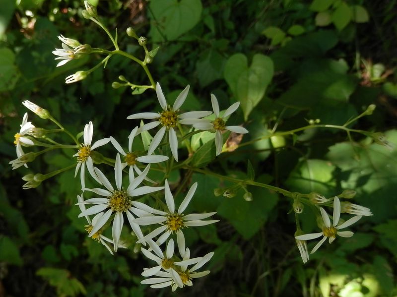 御前山 -- シラヤマギク