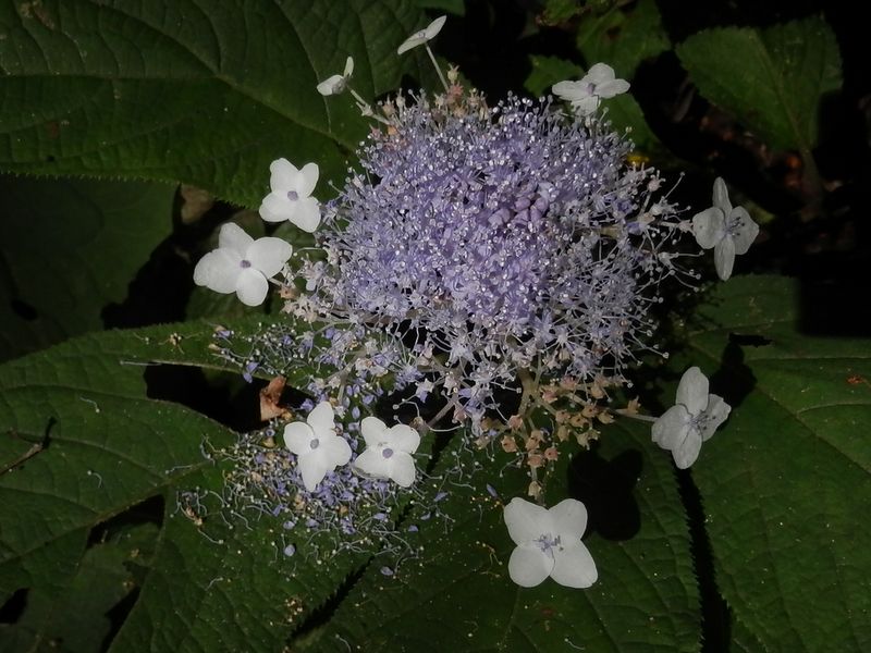 御前山 -- 散り始めのタマアジサイ