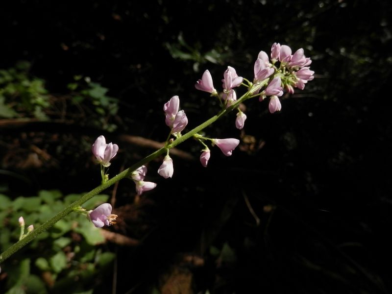 御前山 -- フジカンゾウ