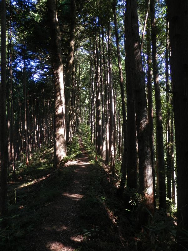 御前山 -- 気持ちのよい風のそよぐ杉林を歩く