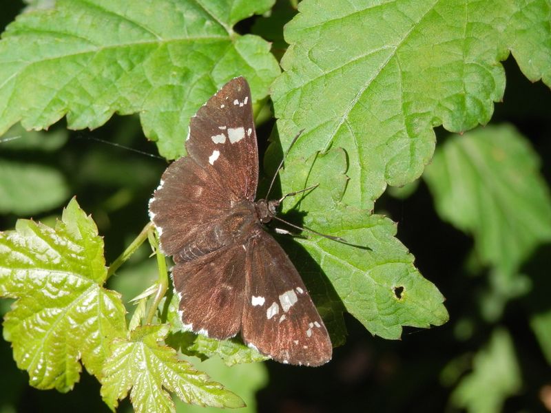 御前山 -- ホソバセセリ