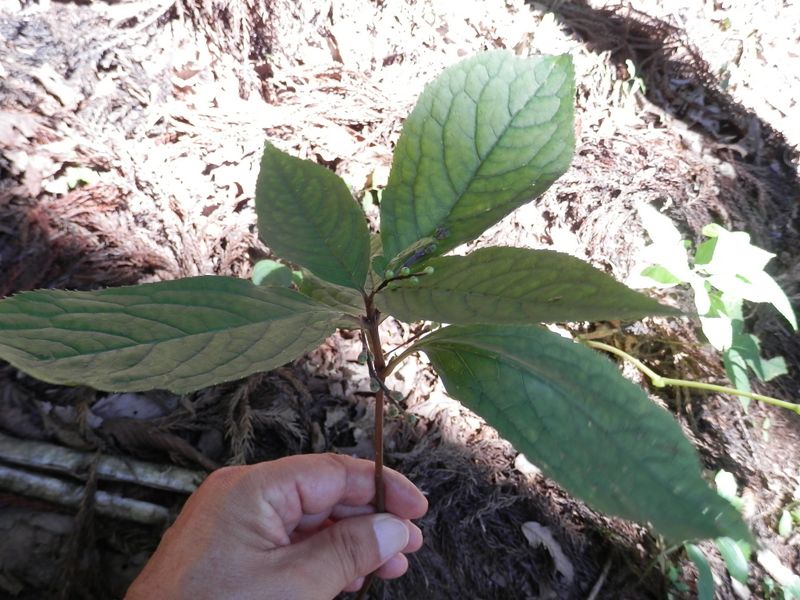 御前山 -- フタリシズカの実