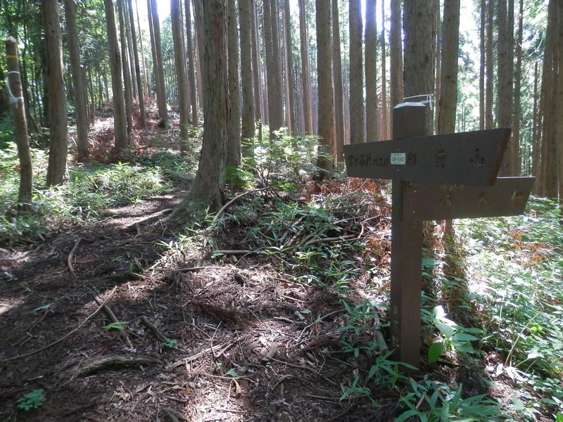 御前山 -- 湯久保への分岐