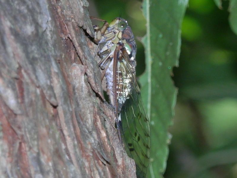 御前山 -- ヒグラシ