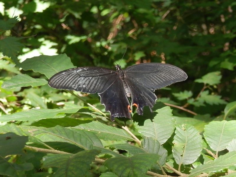 御前山 -- クロアゲハ
