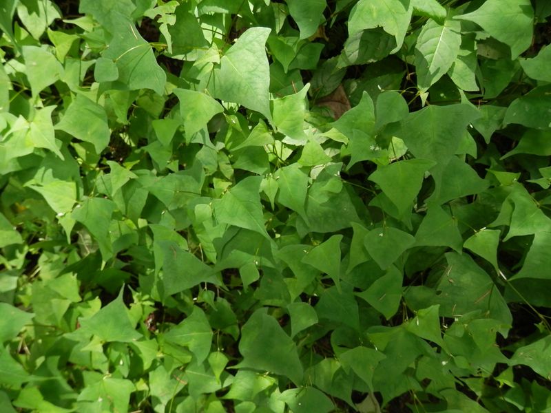 御前山 -- ミヤマタニソバ