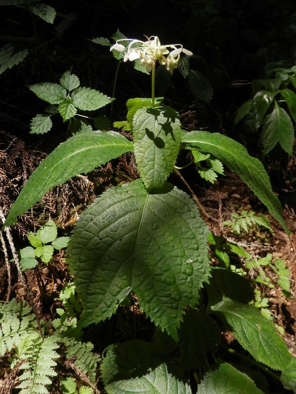 御前山 -- これ、何でしょうか？