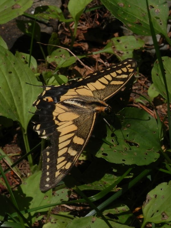 御前山頂上のキアゲハ