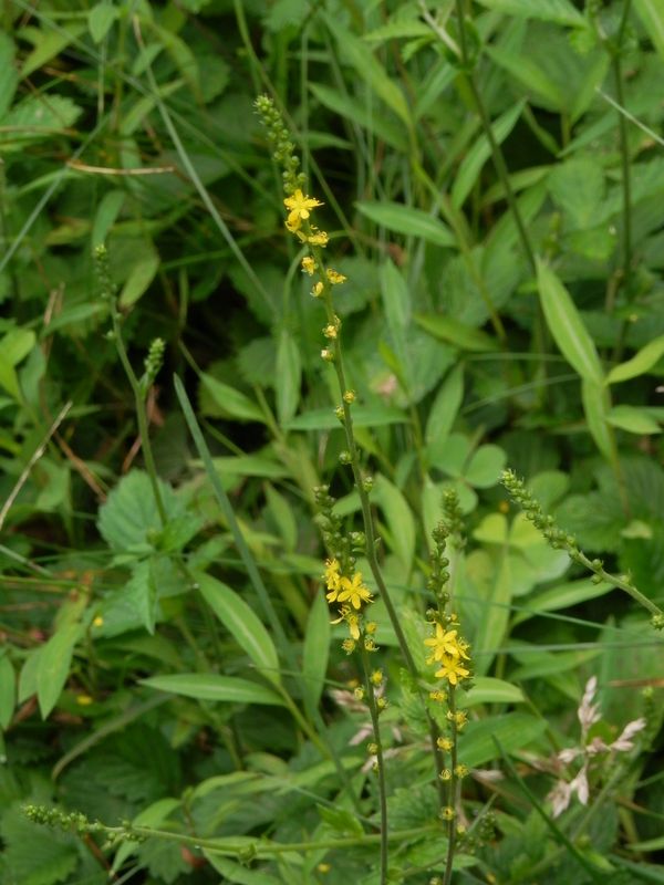 御前山 -- ヒメキンミズヒキ