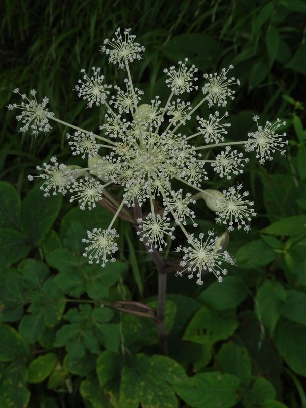 御前山 -- 白い花火のように咲くシシウド