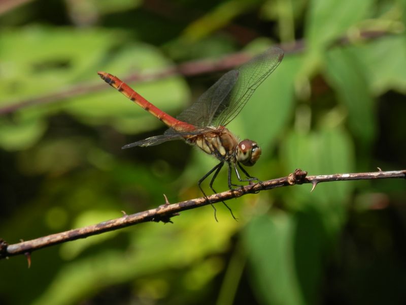 御前山 -- アキアカネ