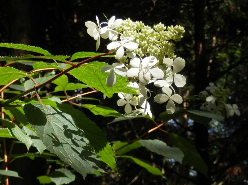 御前山 -- ヤマアジサイ？