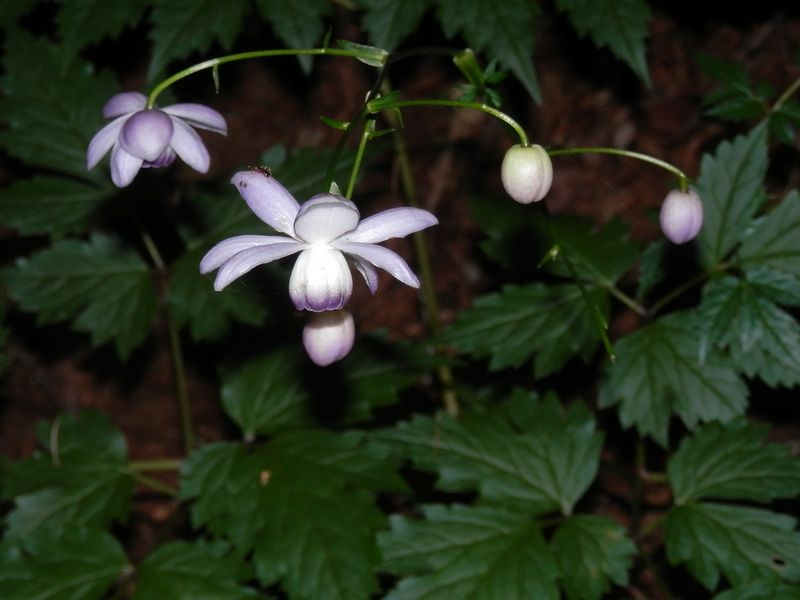 御前山 -- あった、レンゲショウマ！