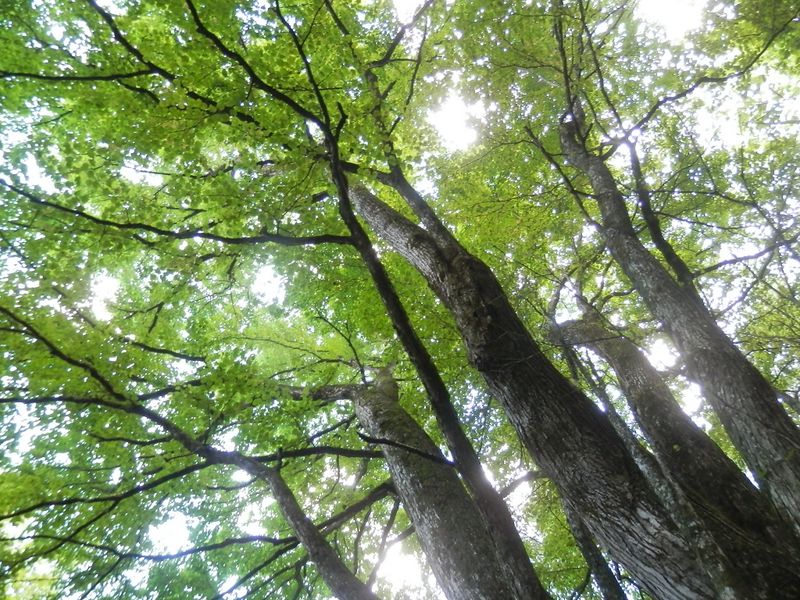 御前山 -- 樹高20mを越すカツラの木