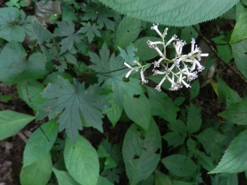 御前山 -- モミジガサ