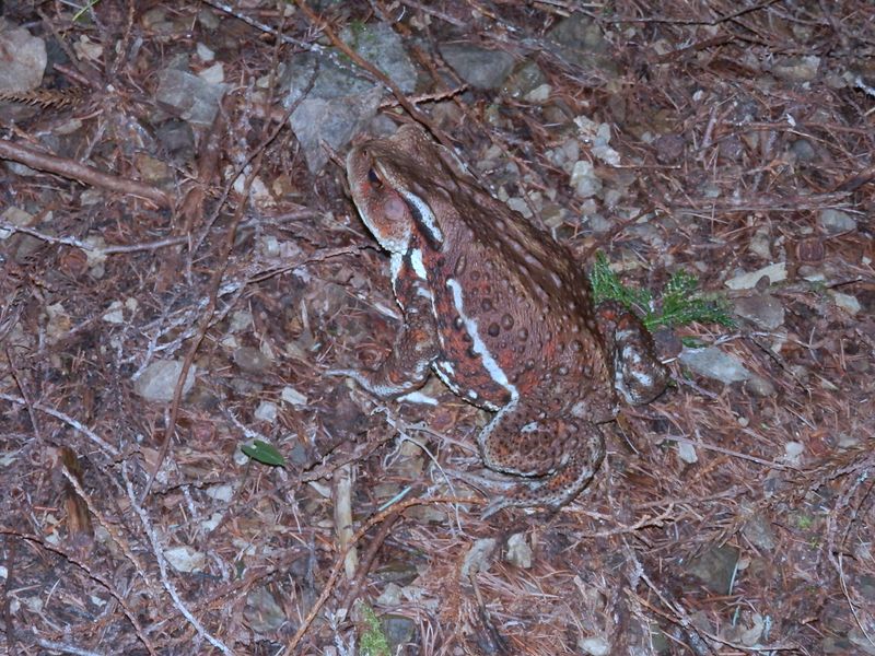 アズマヒキガエル