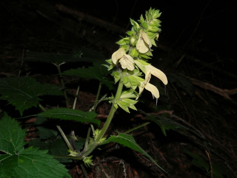 御前山 -- キバナアキギリ