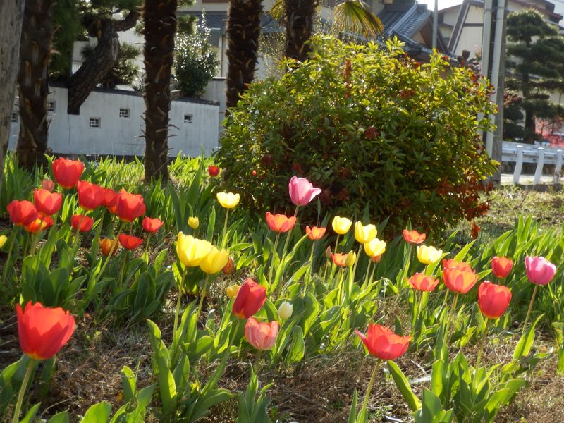 チューリップがきれいでしょう