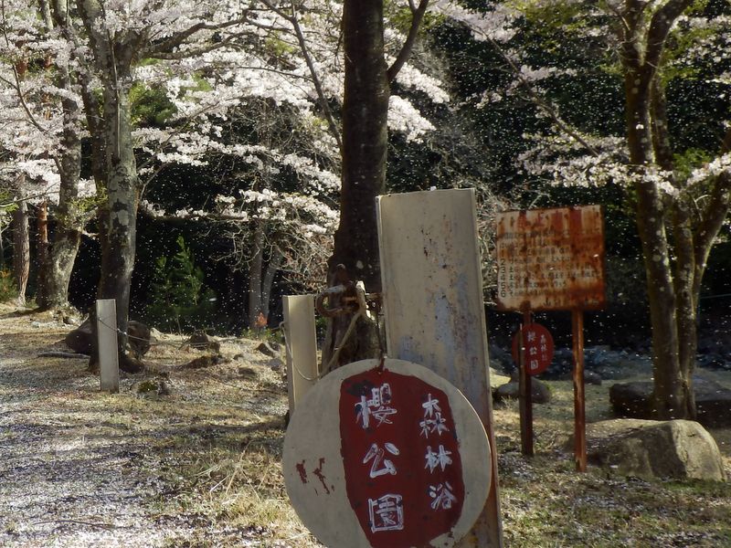 櫻公園は花吹雪