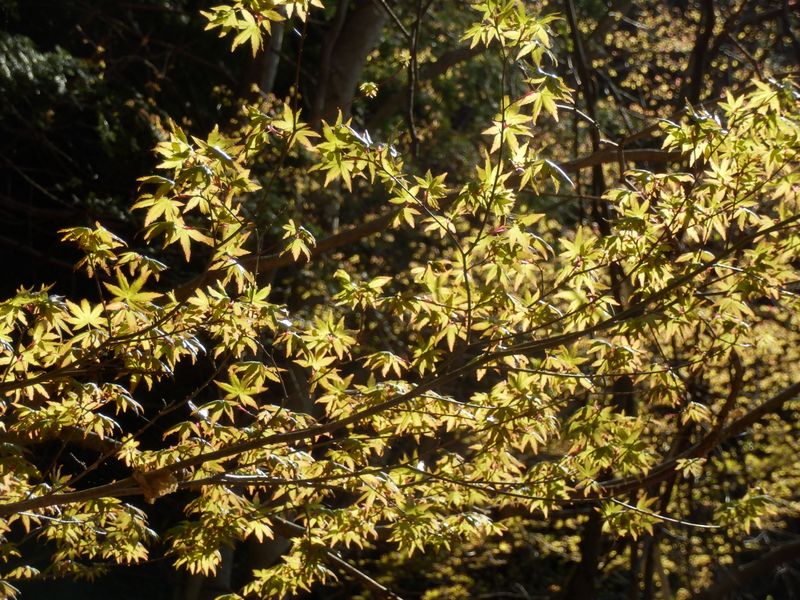 新緑も美しいモミジ