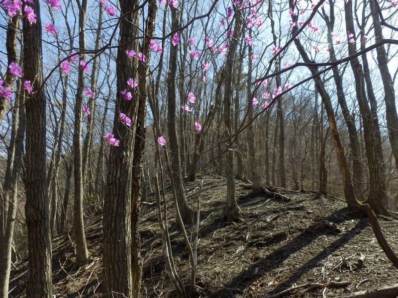 落葉樹林の尾根