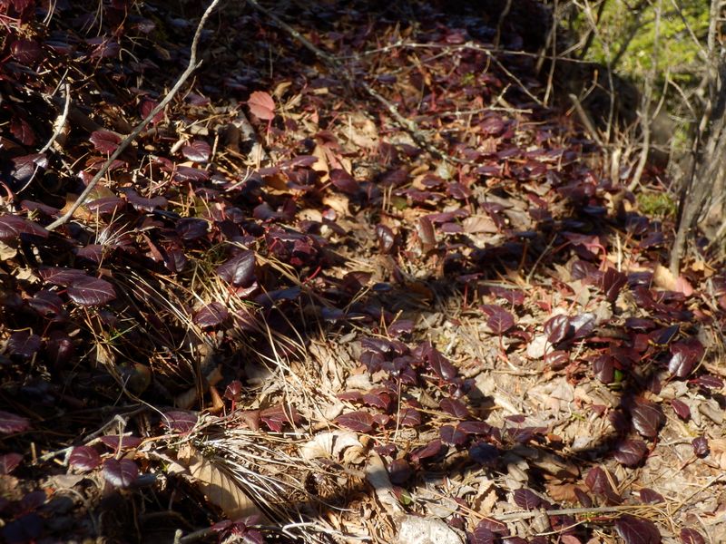 ベニバナヒメイワカガミ