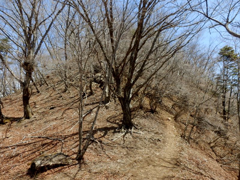 滝子山頂まであと3分