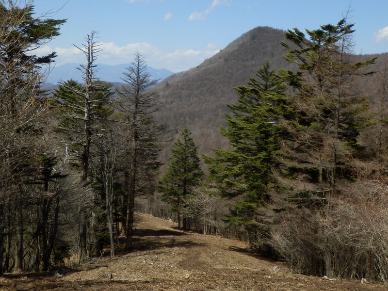 カラマツは新緑の寸前