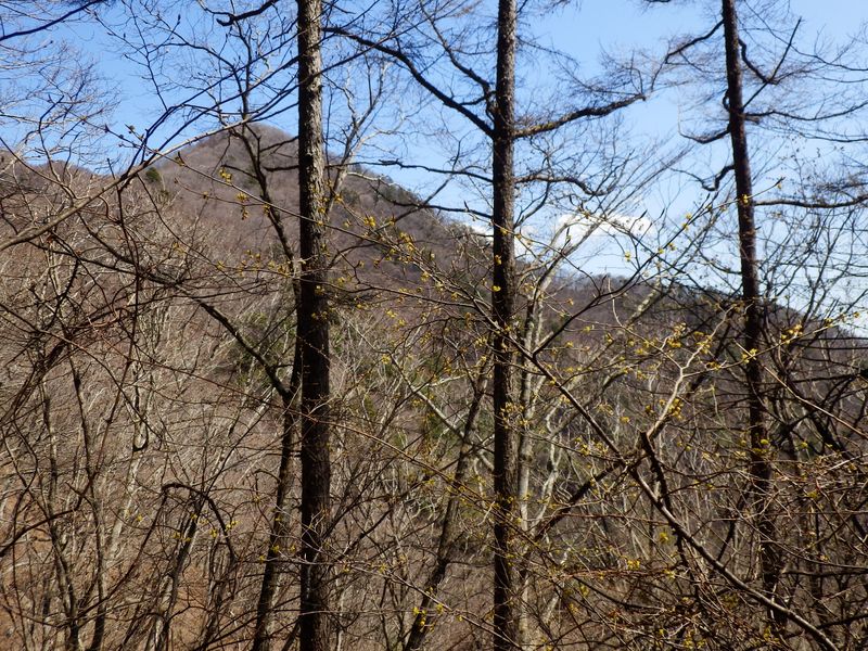 浜立尾根とカラマツとアブラチャン