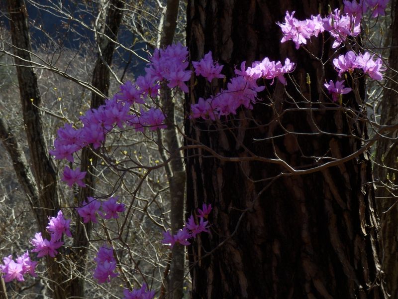 鮮やかミツバツツジ