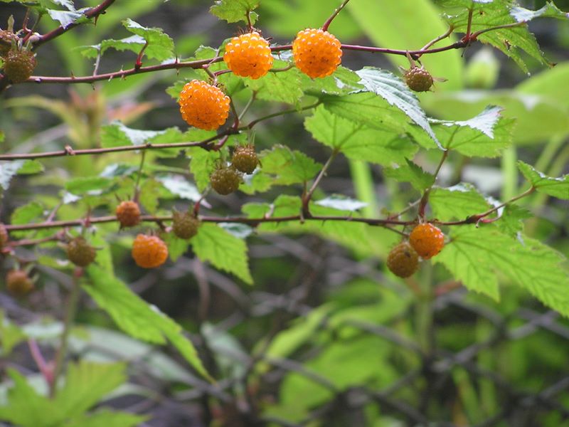 大蔵高丸・ハマイバ丸 -- モミジイチゴ
