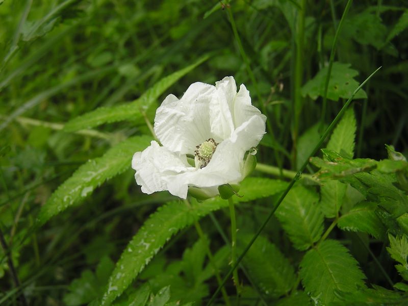 大蔵高丸・ハマイバ丸 -- 清楚なバライチゴの花