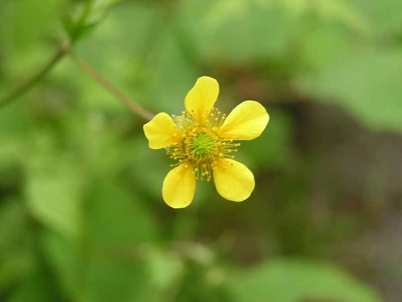 大蔵高丸・ハマイバ丸 -- シンプルな美、ウマノアシガタ