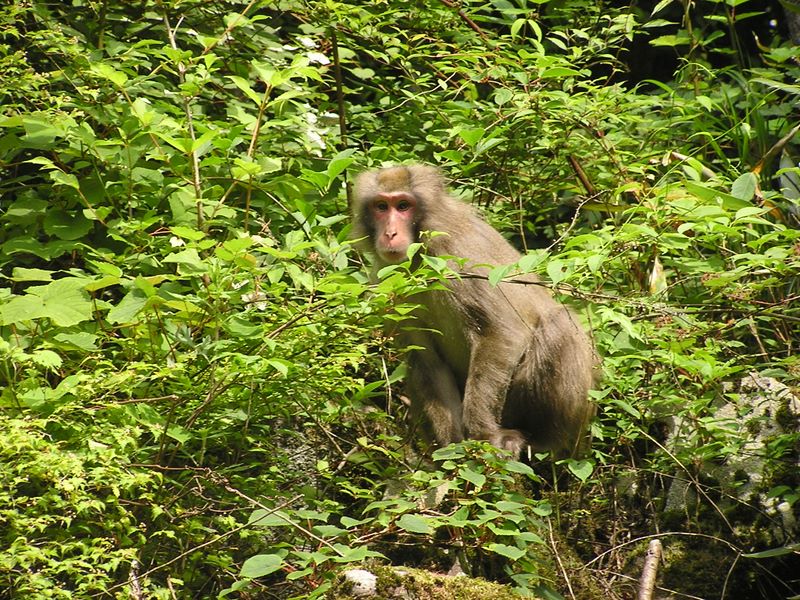 大蔵高丸・ハマイバ丸 -- じっとこっちを見ているサル
