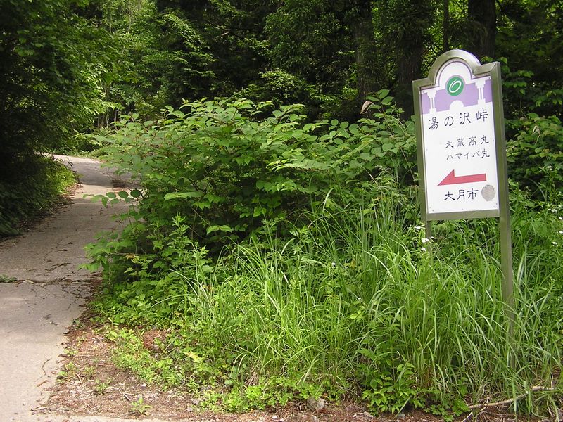 大蔵高丸・ハマイバ丸 -- 9:06　　林道を離れて登山道に入る