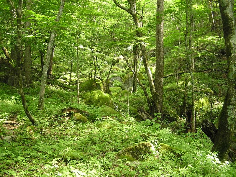大蔵高丸・ハマイバ丸 -- 公園のような登山路
