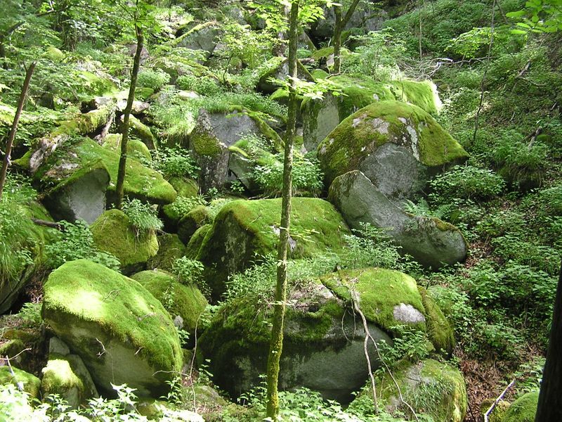 大蔵高丸・ハマイバ丸 -- ロックガーデン