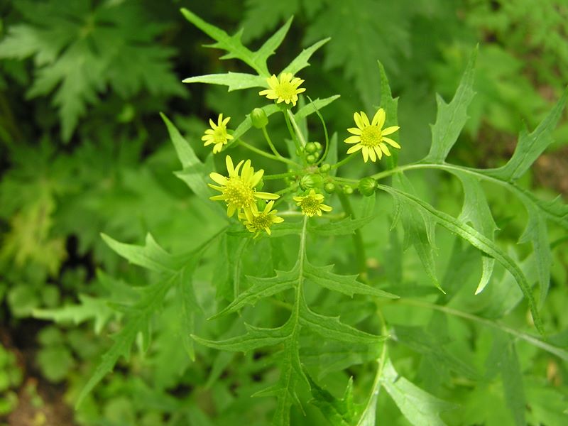 大蔵高丸・ハマイバ丸 -- サワギク