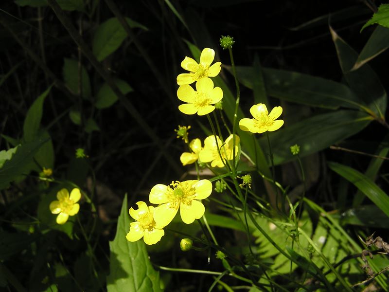 大蔵高丸・ハマイバ丸 -- 湯ノ沢峠に近づく