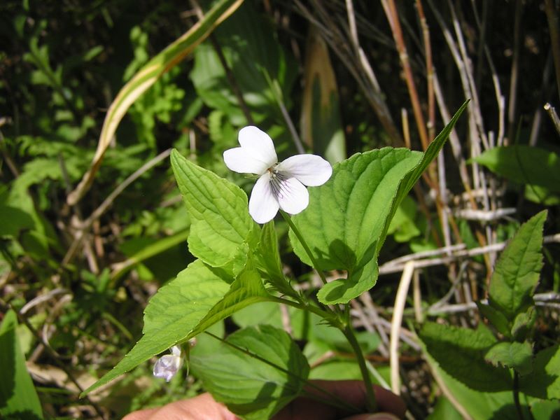 大蔵高丸・ハマイバ丸 -- ウスバスミレかな？