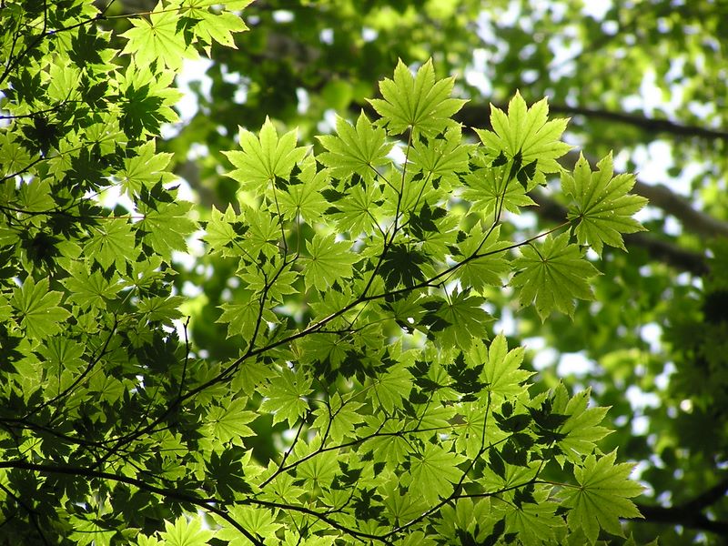 大蔵高丸・ハマイバ丸 -- このモミジ、壁紙にしようかな