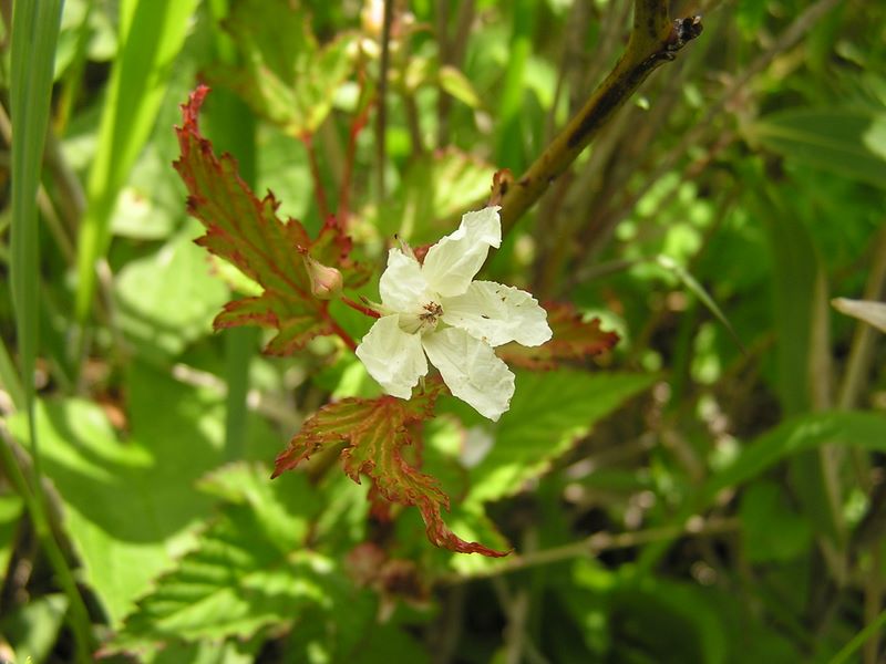 大蔵高丸・ハマイバ丸 -- えーと、何の花だったかな？