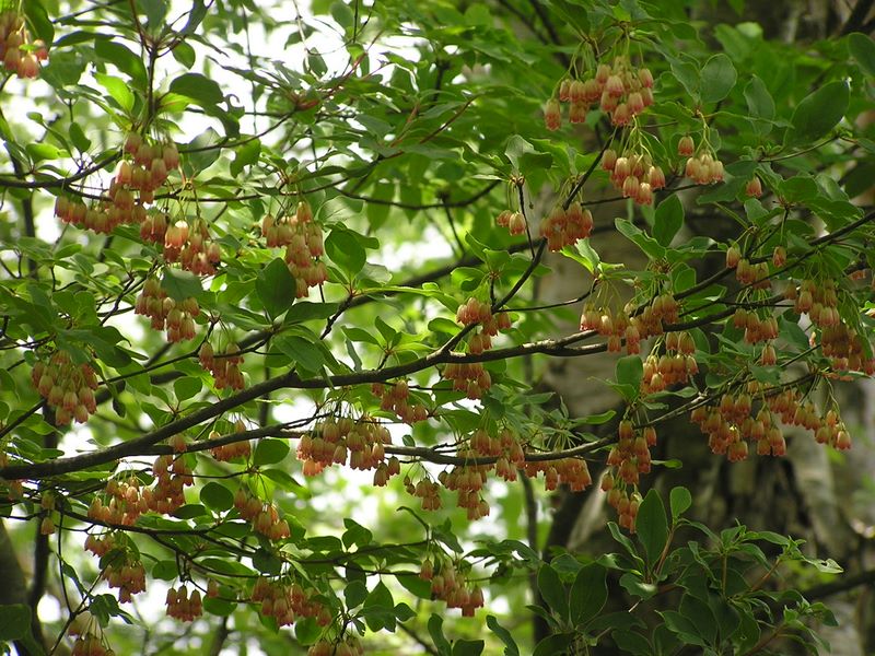 大蔵高丸・ハマイバ丸 -- 前掲のツツジの隣にはサラサドウダンが